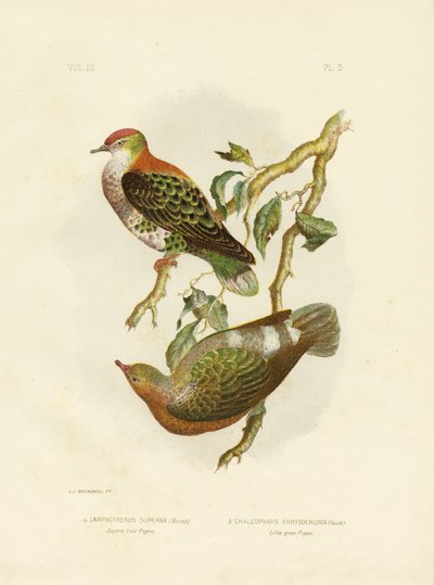 Superb Fruit Pigeon by Gracius Broinowski